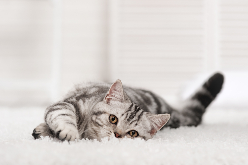Read more about the article How To Remove Fleas From Carpet