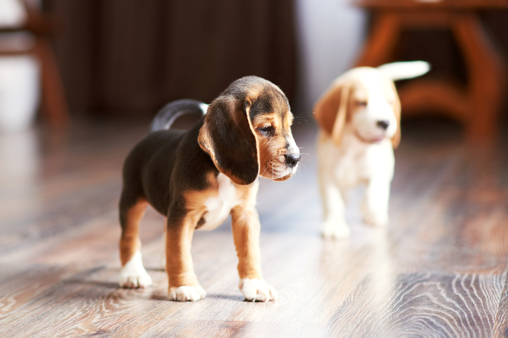 Read more about the article How To Get Pet Urine Smell Off Hardwood Floors