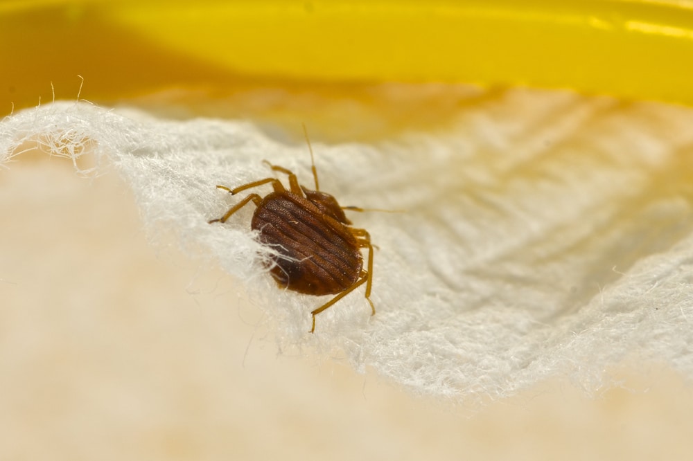 DIY: How to remove bed bugs from carpet