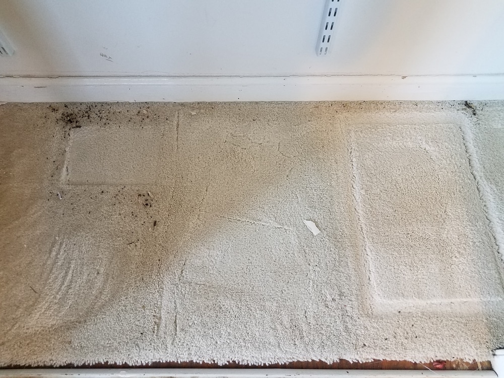 DIY: How To Remove Mold From Carpet