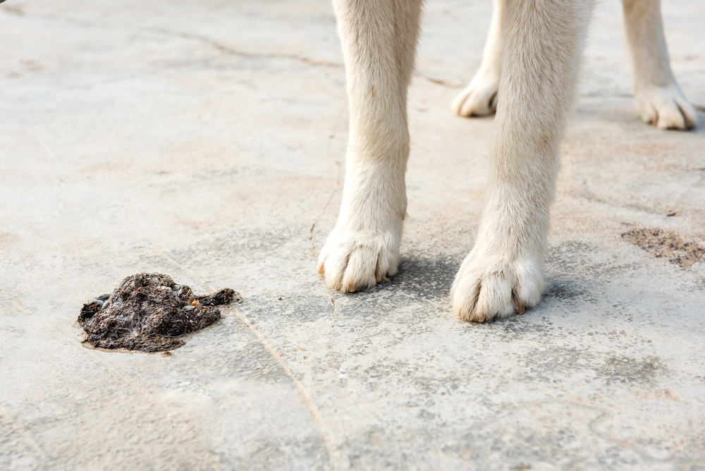 Read more about the article How To Remove Pet Feces From Carpet