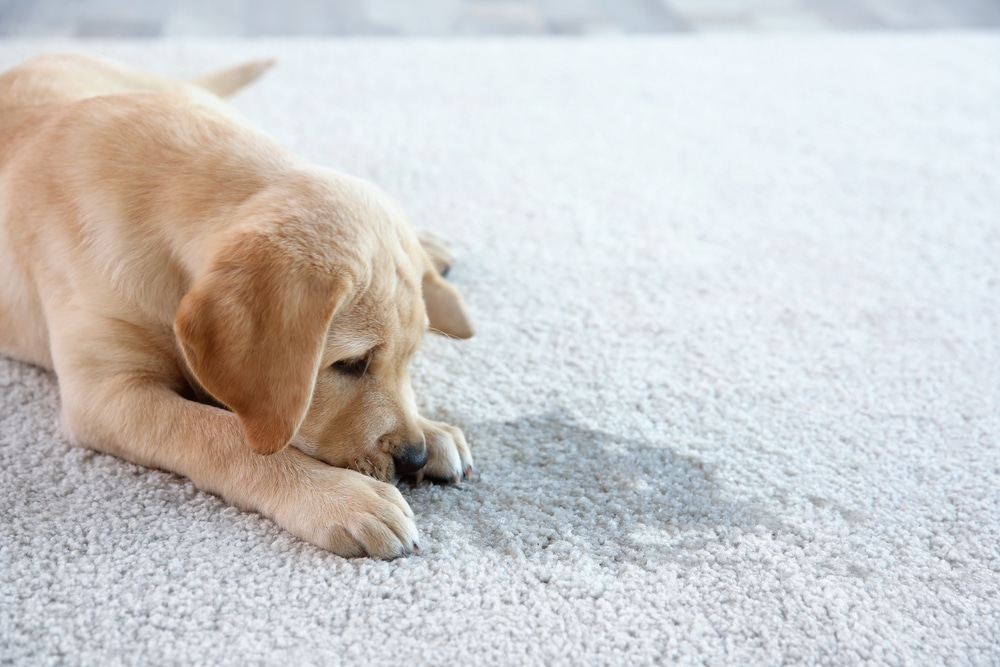 DIY: How to Remove Pet Urine from Carpet