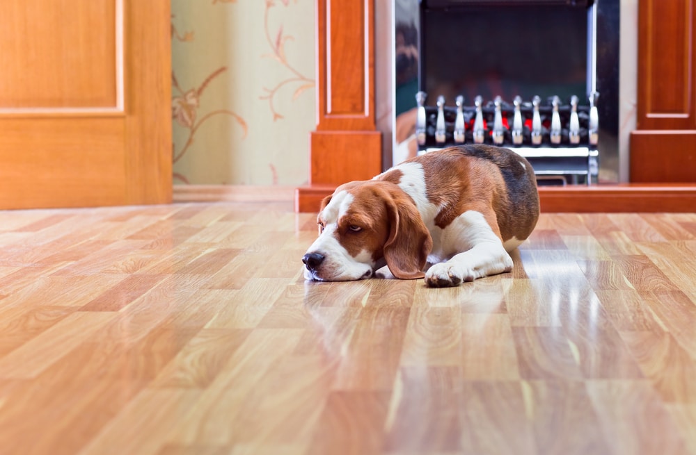 How to Choose the Best Flooring for Dogs